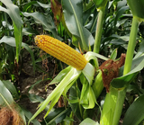 БАРТОН
